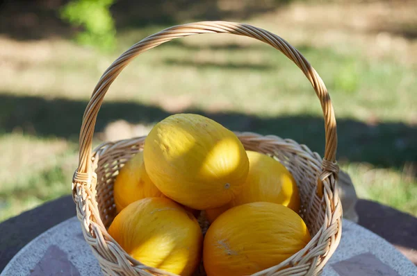 Pár Žlutých Melounů Proutěném Koši Venku — Stock fotografie