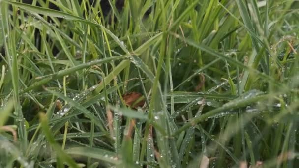 Hay Gotas Agua Hierba Verde Después Regar — Vídeo de stock