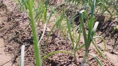 Yeşil soğanların yetiştiği bir tarlanın manzarası