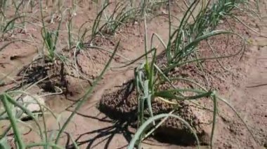 Yeşil soğanların yetiştiği bir tarlanın manzarası