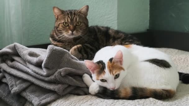 Δύο Γάτες Που Αναπαύονται Μια Κουβέρτα Αργή Κίνηση — Αρχείο Βίντεο