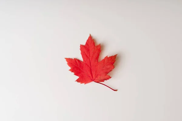 Hoja roja de otoño sobre fondo blanco . Imagen de archivo