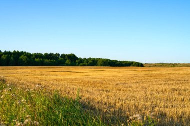 Güneşli bir günde hasat sonrası bir tarla ve uzakta sık bir orman görebilirsiniz..
