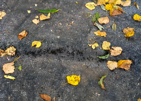 Viele Ameisen laufen über den Weg. — Stockfoto