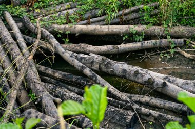 Yazın kaynak suyu ile bir dereyi tıkayan kütükler