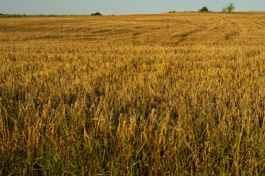 Yazın hasat edildikten sonra çimenlerin rengi altın rengidir.