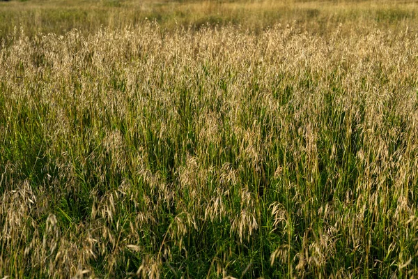 Grama de campo alto é verde e dourado na cor em um dia ensolarado de verão — Fotografia de Stock