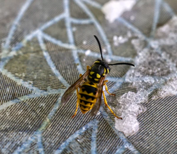A vespa senta e come a mistura de nutrientes close-up. — Fotografia de Stock