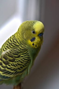 Sarı-yeşil dalgalı bir papağan pencerenin karşısındaki evin bir dalında oturuyor. Arkadan bak.