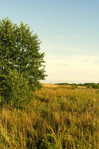 Ett grönt träd står mitt på ett fält med gyllene gräs. — Stockfoto