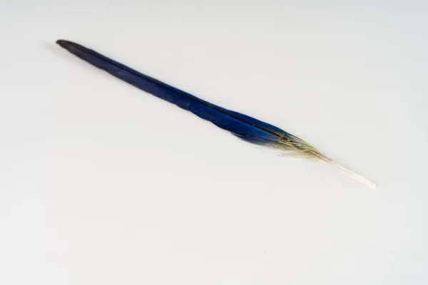Uma grande pena azul e branca da conífera de um papagaio ondulado em um fundo branco. — Fotografia de Stock