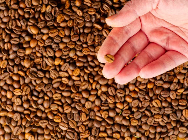 La consistenza dei chicchi di caffè e una mano che tiene un grano. — Foto Stock