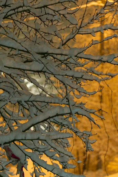 Um galho de árvore coberto de neve perto de uma noite de inverno — Fotografia de Stock
