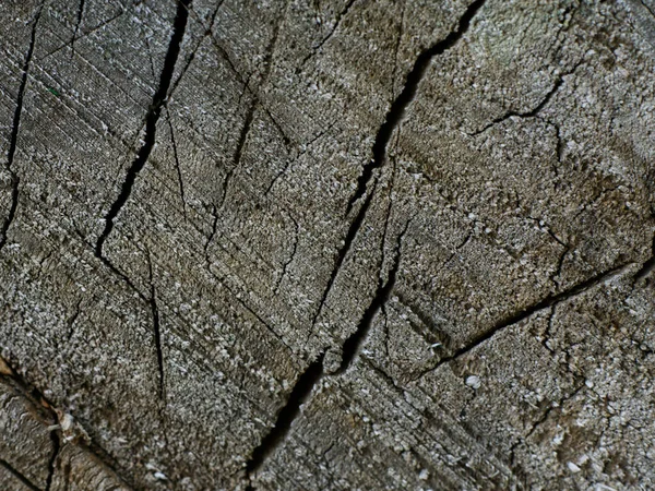 Die Textur eines alten rissigen Baumstumpfes Nahaufnahme — Stockfoto