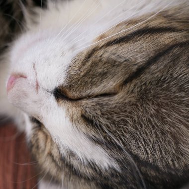 Kedi kafası huzur içinde çok yakında. Gözler kapalı. Bıyık görünüyor..