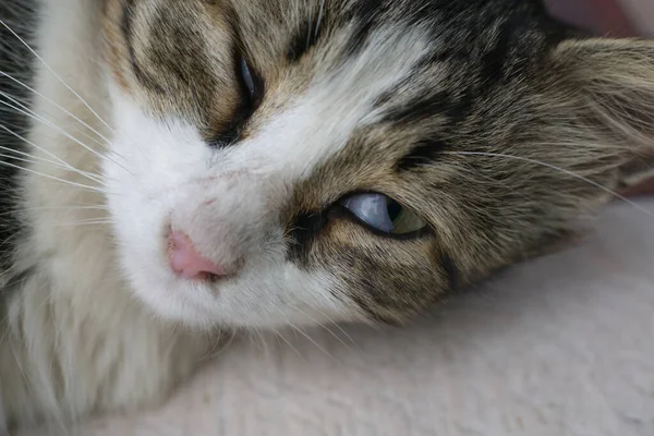 성격 이 있는 고양이의 모습. 한쪽 눈은 열려 있고. — 스톡 사진