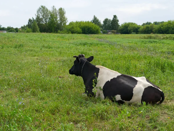 Biała i czarna krowa leży na zielonej łące.. — Zdjęcie stockowe