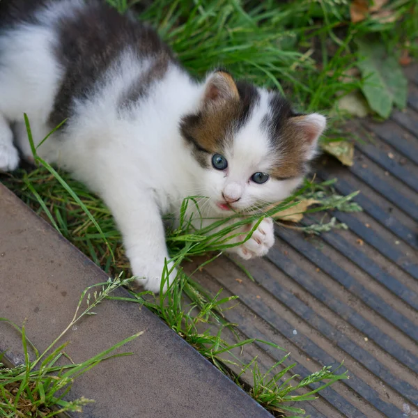 A cute little kitten on the green grass. — Stock Photo, Image