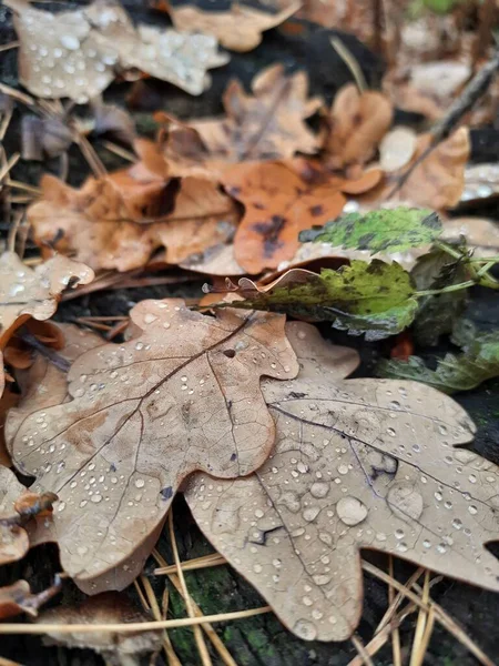 Gefallene Herbstblätter Mit Wassertropfen Wald — Stockfoto