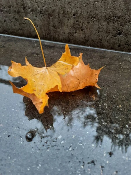 Autumn Orange Maple Leaf Raining Water Asphalt Autumn Rainy Day — Stock Photo, Image