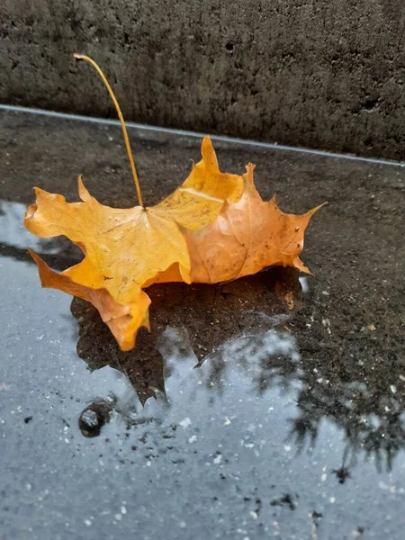 Outono Folha Bordo Laranja Água Chuva Asfalto Outono Dia Chuvoso — Fotografia de Stock