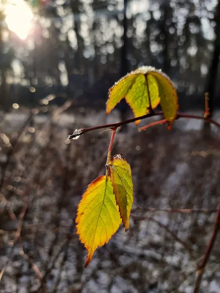 Заморожене Жовте Осіннє Листя Зимовому Лісі — стокове фото