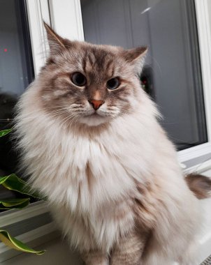 Kedi yan tarafa bakıyor. Yumuşak bir kedinin portresi 