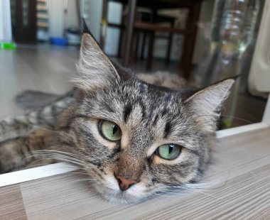 Kedi yan tarafa bakıyor. Yumuşak bir kedinin portresi 
