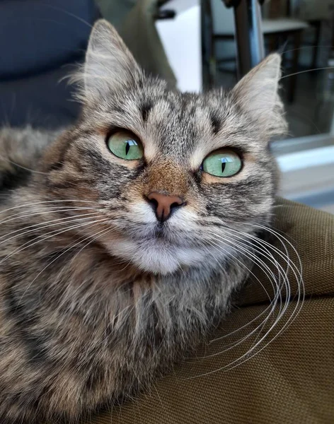 Kedi Yan Tarafa Bakıyor Yumuşak Bir Kedinin Portresi — Stok fotoğraf