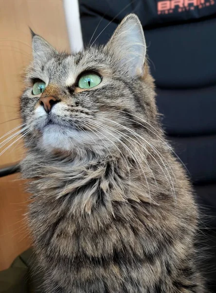 Macska Oldalra Néz Portré Egy Bolyhos Macskáról — Stock Fotó