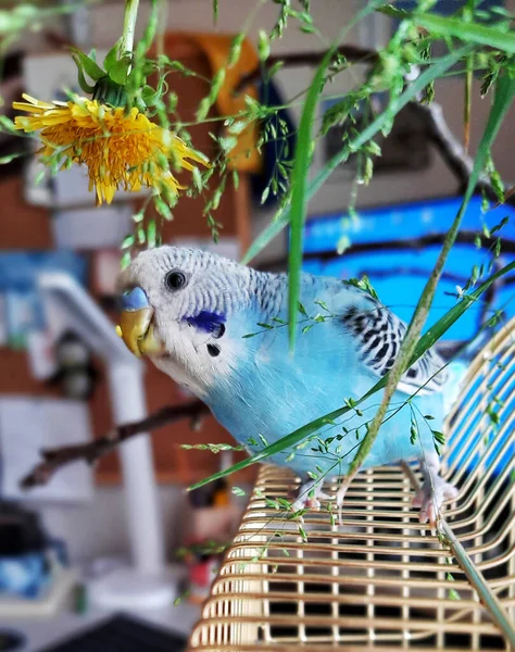 Blauwe Budgie Blauwe Golvende Papegaai Een Gouden Kooi Met Paardebloem — Stockfoto