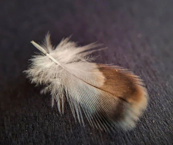 White Brown Feather Isolated Black Background —  Fotos de Stock