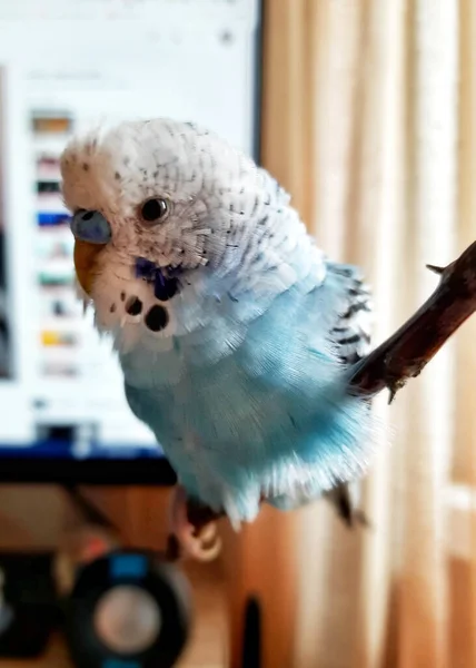 Blue Budgie Blue Wavy Parrot Branch — 图库照片