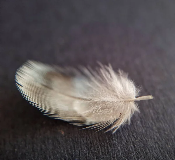 White Brown Feather Isolated Black Background — Foto de Stock