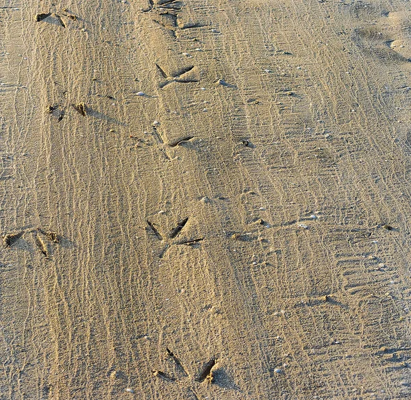 Vogelvoetafdrukken Nat Zand — Stockfoto