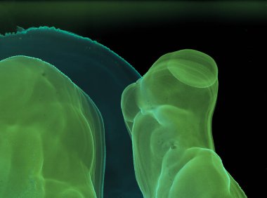 Alkol mürekkebi dokusu. Yağlı Sıvı Zarif Yazdırma. Dust Canvas 'ı karıştır. Çizgili Modern Alkol Mürekkebi dokusu. Kağıt Rengi Duvar Kağıdı. Gradyan Antik Sanatlar. El Tütsüleme Suyu.