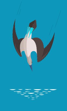 Mavi ayaklı memeler karada komik ve sakardırlar. Ama havada, bu kuş şimşek hızıyla avına saldıran hızlı bir avcıdır. Biçimlendirilmiş resim.