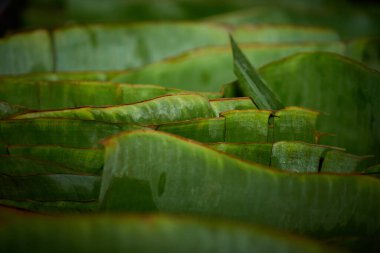Tamale yapraklarını paketlenmiş ve hazır hale getirin.