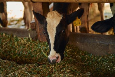 Bir ahırda beslenen kahverengi bir Holstein Frizya süt hayvanının portresi.