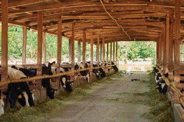 Bir ahırda beslenen kahverengi bir Holstein Frizya süt hayvanının portresi.