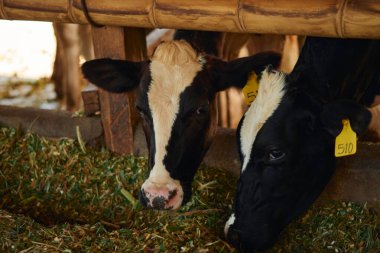 Bir ahırda beslenen bir çift kahverengi Holstein Frizya süt hayvanının yakın portresi.
