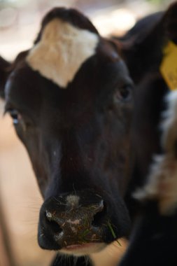 Bir ahırda kameraya bakan kahverengi bir Holstein Friesian süt hayvanının göz portresi.