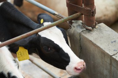Bir ahırda kameraya bakan kahverengi bir Holstein Friesian süt hayvanının göz portresi.