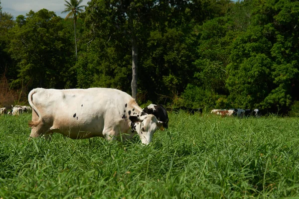 Çiftlik arazisi pastoral ortamında özgürce inekler