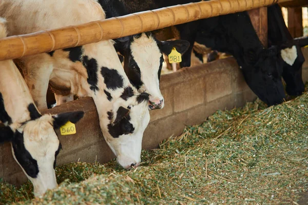 Bir ahırda beslenen kahverengi bir Holstein Frizya süt hayvanının portresi.