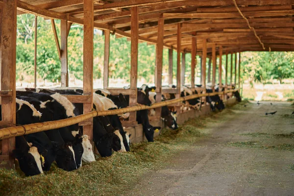 Bir ahırda beslenen kahverengi bir Holstein Frizya süt hayvanının portresi.