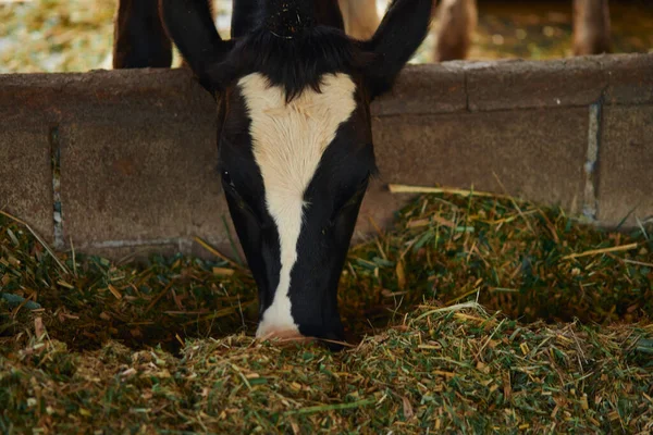Nahaufnahme Porträtfoto Eines Braunen Holsteinischen Milchviehs Beim Füttern Stall — Stockfoto