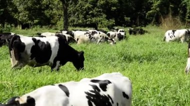 Kahverengi Holstein Frizya ineğinin Latin Amerika 'da çiftlik hayatına yakın bir videosu. Sığır bakımı, beslenme ve makinelerle mekanize sağma gösterileri.