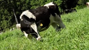 Kahverengi Holstein Frizya ineğinin Latin Amerika 'da çiftlik hayatına yakın bir videosu. Sığır bakımı, beslenme ve makinelerle mekanize sağma gösterileri.