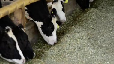 Kahverengi Holstein Frizya ineğinin Latin Amerika 'da çiftlik hayatına yakın bir videosu. Sığır bakımı, beslenme ve makinelerle mekanize sağma gösterileri.